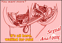 SEXUAL ANATOMY