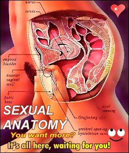 SEXUAL ANATOMY